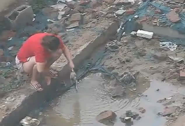 Woman in China abuses a kitten by repeatedly soaking it in a puddle of dirty water and tossing it around. (Screengrab)