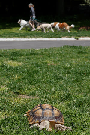 Henry, an African spurred tortoise, walks in the grass of Central Park in New York, U.S., May 19, 2016. REUTERS/Shannon Stapleton