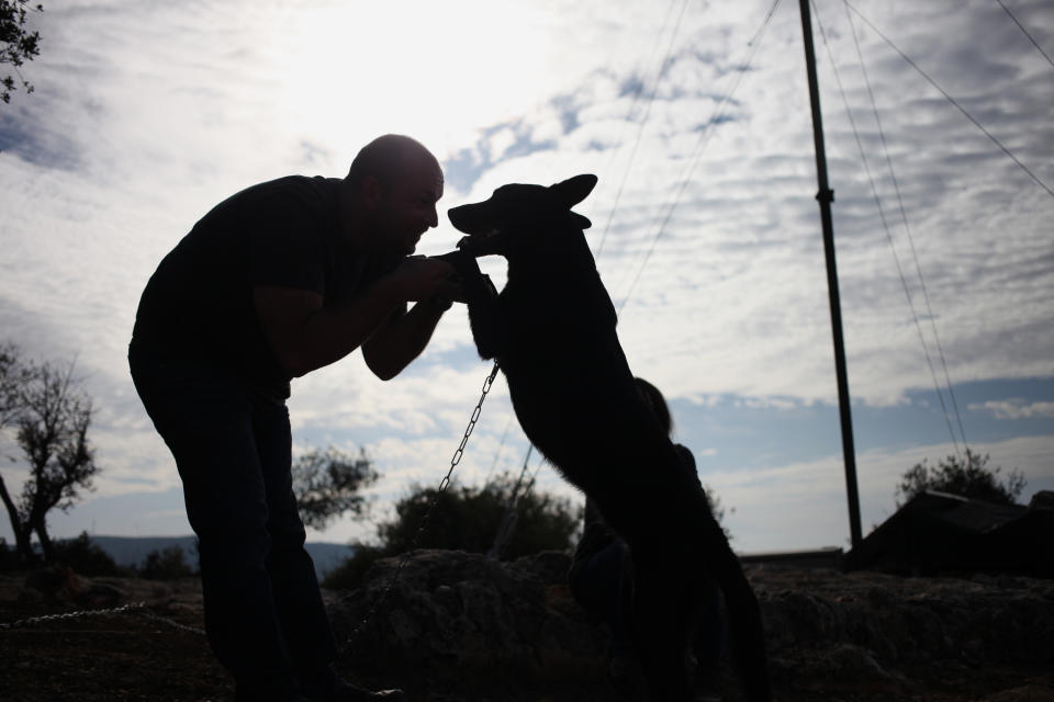 In this Friday, Nov. 22, 2013 photo, Omar Barrishi plays with his rescued 20-month-old Belgian Malinois dog, Shadow, on a picnic with rescued dogs in Ajloun, Jordan. Shadow was rescued and underwent successful surgery after his rear legs were chained until they broke in an incident of abuse. Dog breeding coupled with dognapping is a thriving business in Jordan, where lax laws call for only a $7 fine for violators and police remain hesitant to pursue those suspected of animal abuse. Activists have campaigned for years for increased penalties, but lawmakers seem uninterested to pursue it in a culture where animal abuse remains rampant. (AP Photo/Mohammad Hannon)