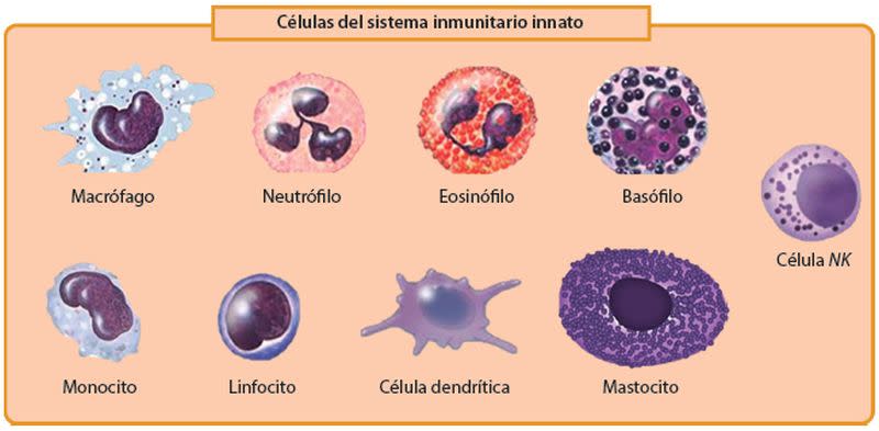 Células del sistema inmunitario innato, los 