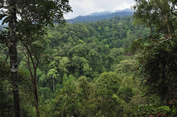 british volunteer dies after catching dengue fever in indonesia