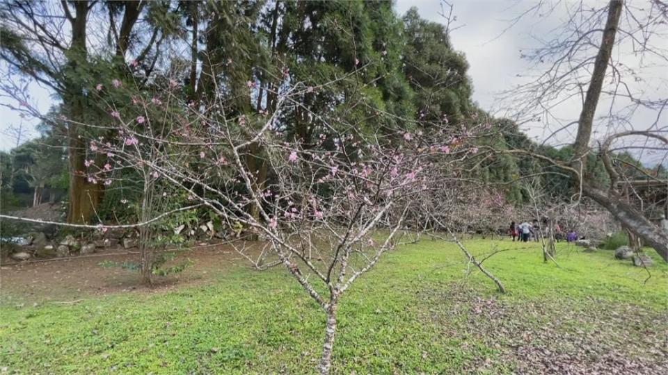 鹿谷小半天石馬公園　河津櫻一年開兩次