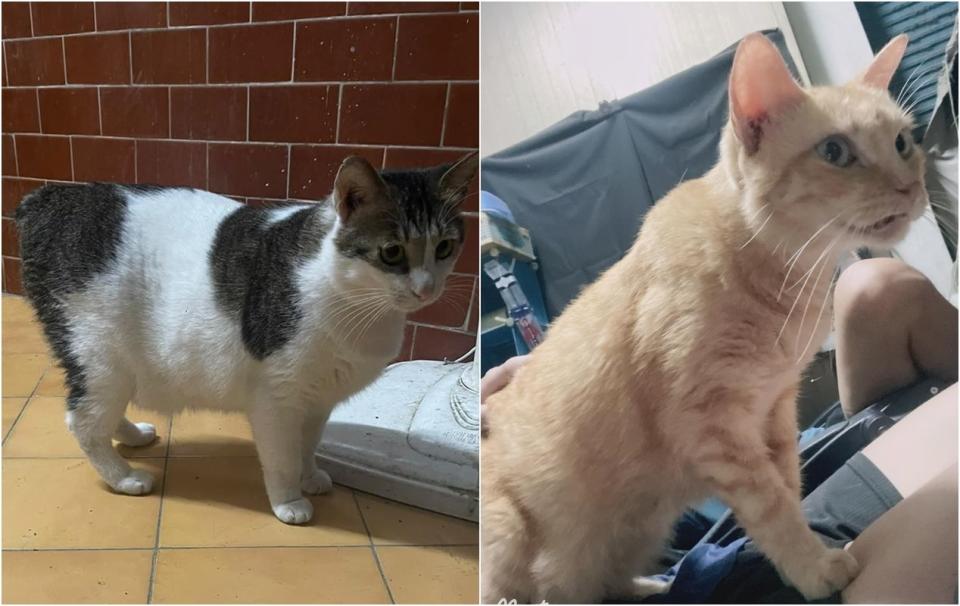 高雄癌末愛媽送養24隻貓咪。（翻攝自Erica臉書）