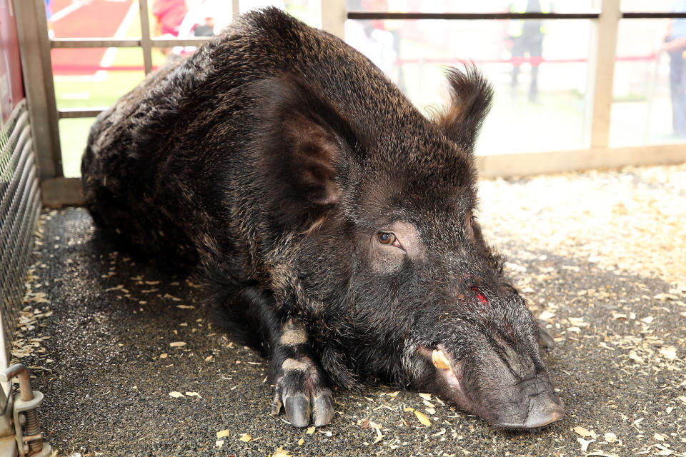 Sep 16, 2023; Fayetteville, Arkansas, USA; Arkansas Razorbacks mascot Tusk VI prior to the game against the <a class="link " href="https://sports.yahoo.com/ncaaw/teams/byu/" data-i13n="sec:content-canvas;subsec:anchor_text;elm:context_link" data-ylk="slk:BYU Cougars;sec:content-canvas;subsec:anchor_text;elm:context_link;itc:0">BYU Cougars</a> at Donald W. Reynolds Razorback Stadium. Mandatory Credit: Nelson Chenault-USA TODAY Sports