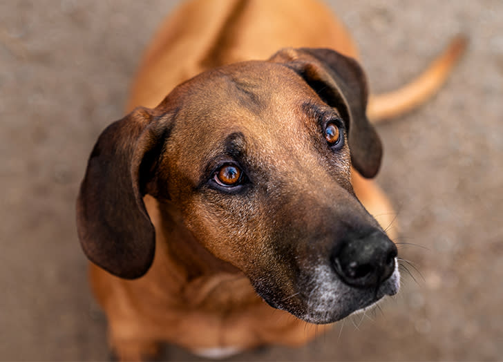 9 African Dog Breeds That Are Affectionate, Brave and Absolutely Adorable