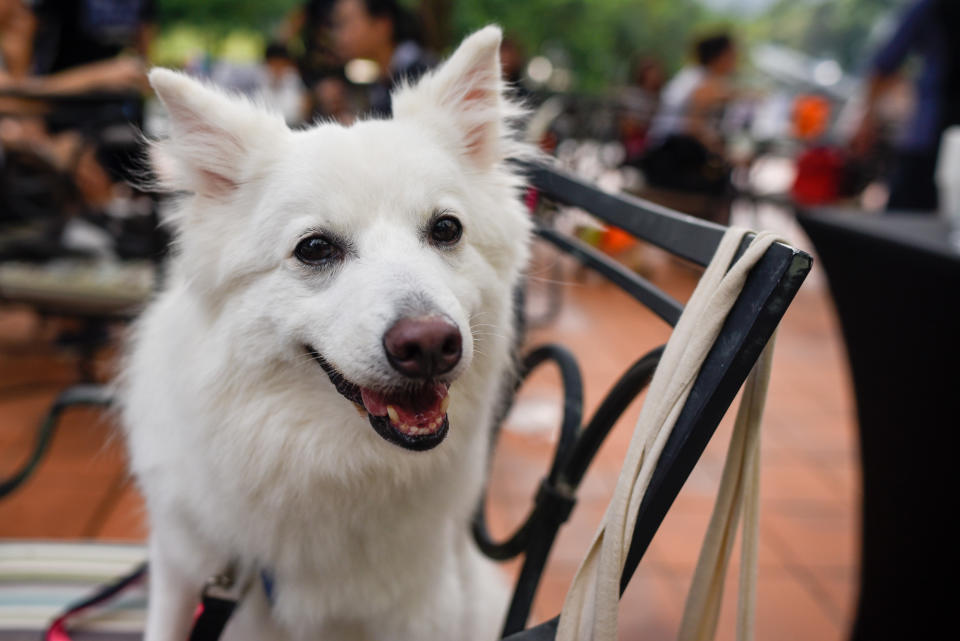 <p>A dog looks on from a chair at Howlloween at the Grand Copthorne Waterfront Hotel.(Photo: Bryan Huang/Yahoo Lifestyle Singapore)</p>