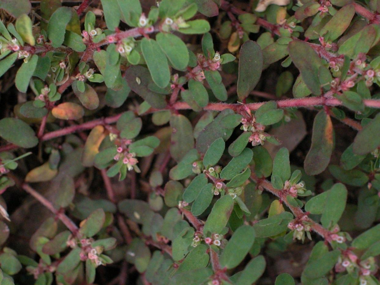 Spotted sandmat  is a very common weed, found in every one of the lower 48 states except Montana.