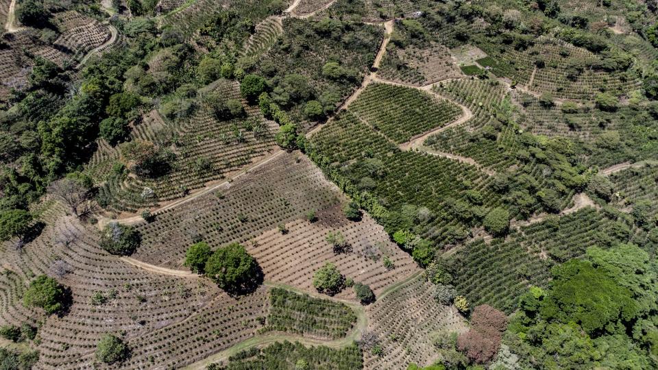 <span>Vue aérienne d'une plantation de café au Costa Rica, 15 février 2024</span><div><span>Alberto PEÑA</span><span>AFP</span></div>