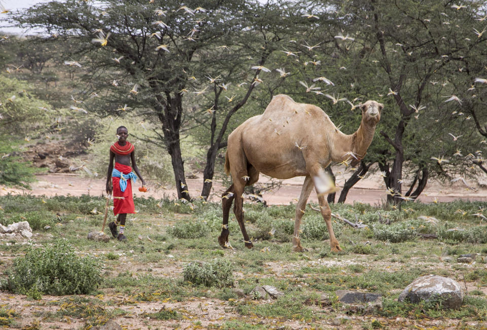 In this photo taken Thursday, Jan. 16, 2020, a Samburu boy walks behind his camel as a swarm of desert locusts fills the air, near the village of Sissia, in Samburu county, Kenya. The most serious outbreak of desert locusts in 25 years is spreading across East Africa and posing an unprecedented threat to food security in some of the world's most vulnerable countries, authorities say, with unusual climate conditions partly to blame. (AP Photo/Patrick Ngugi)