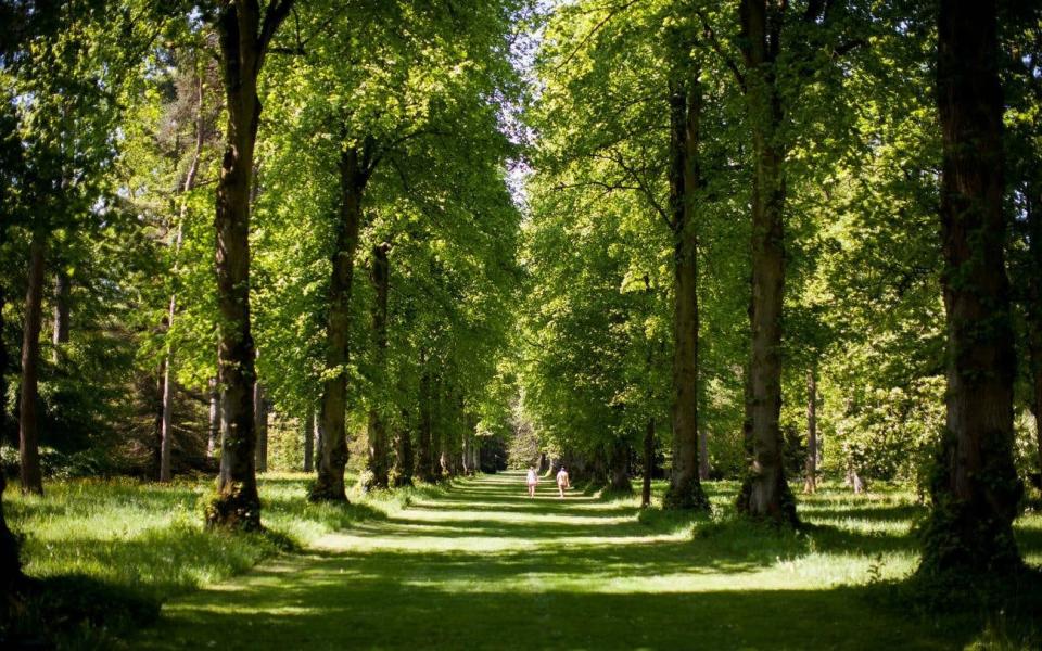 Westonbirt Arboretum Gloucestershire forest best gardens summer visit - Adam Gasson