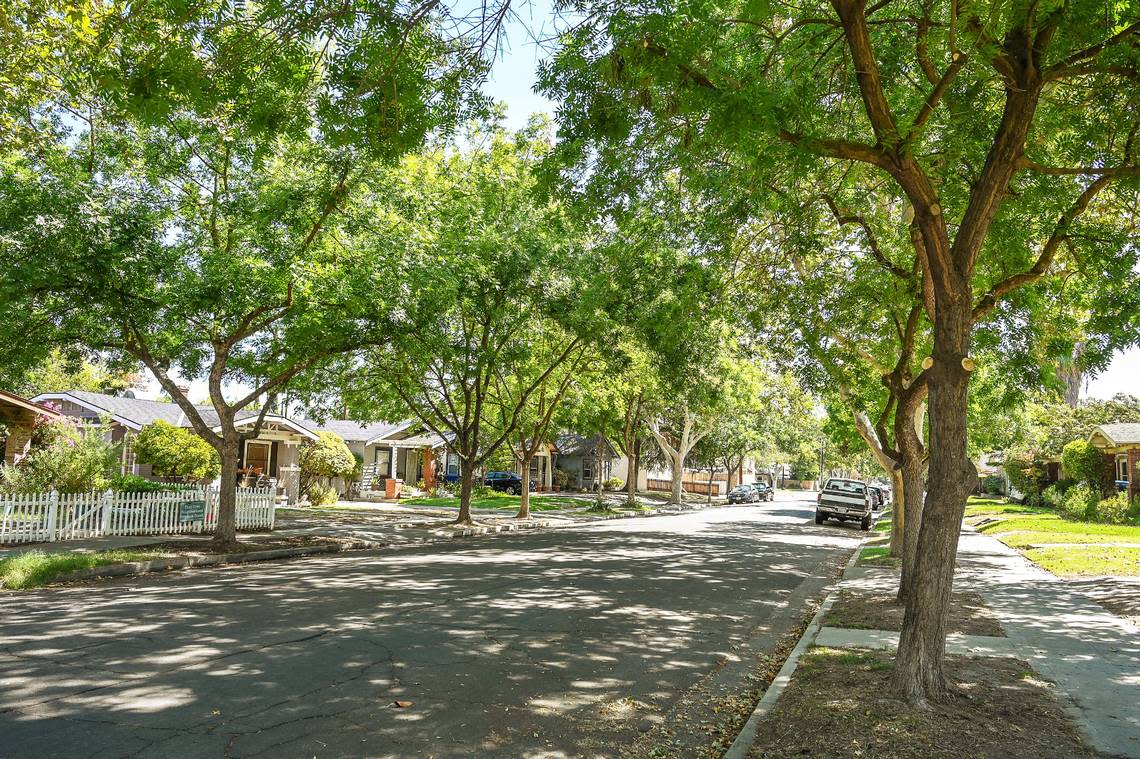 Chinese Elm trees on Brown Avenue near Van Ness are shown after being trimmed by a tree service hired by the City of Fresno on Wednesday, Aug. 24, 2022.