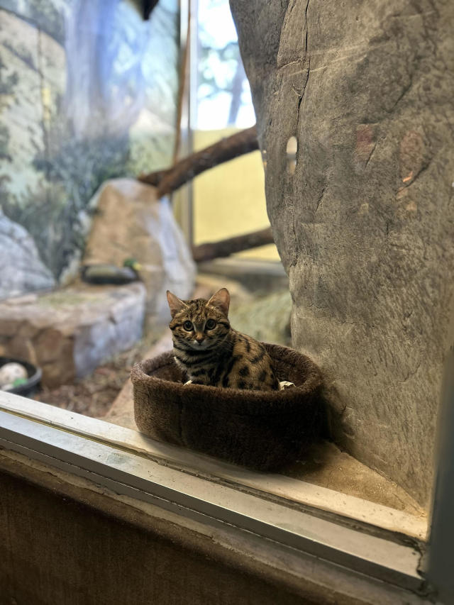 By saving this adorable, elusive wild cat, you could help save the