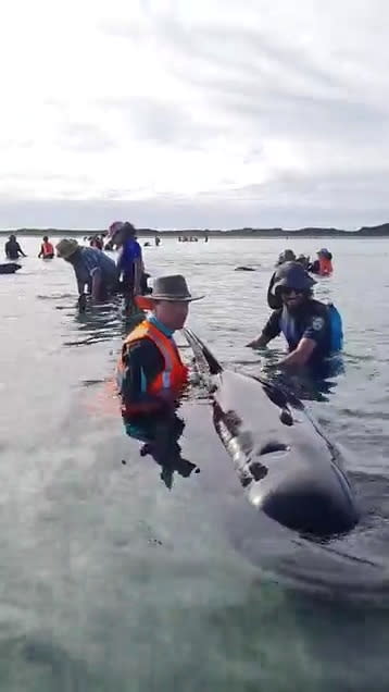 Social media video grab shows volunteers helping to re-float stranded whales at Farewell Spit