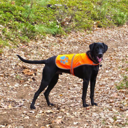 Reflective Dog Vest