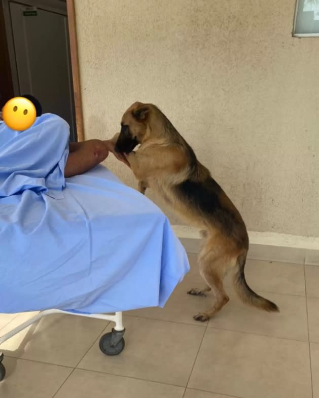 狗狗擔心主人送醫，一路跟隨至醫院。（圖／取自The Dodo）