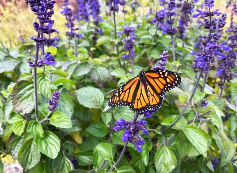 Monarch butterfly in the flower garden of First Presbyterian Church of Oak Ridge.