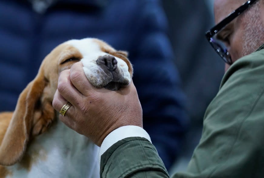 The 148th Annual Westminster Kennel Club Dog Show presented by Purina Pro Plan at the USTA Billie Jean King National Tennis Center on Monday, May 13, 2024 in New York City.