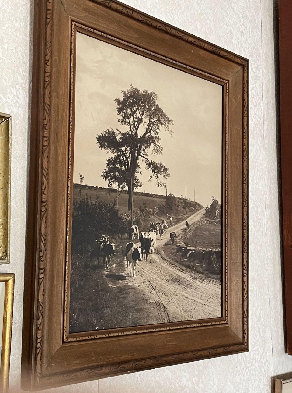 A photograph of the Central Elm Tree in Rutland which signified the geographic center of Massachusetts.