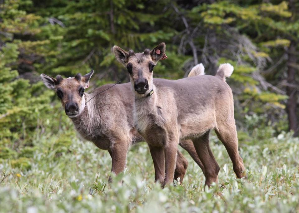 <span class="caption">Once described by West Moberly Elders as being as abundant as "bugs on the landscape," caribou populations are now rapidly disappearing.</span> <span class="attribution"><span class="source">(Giguere/Wildlife Infometrics)</span>, <span class="license">Author provided</span></span>