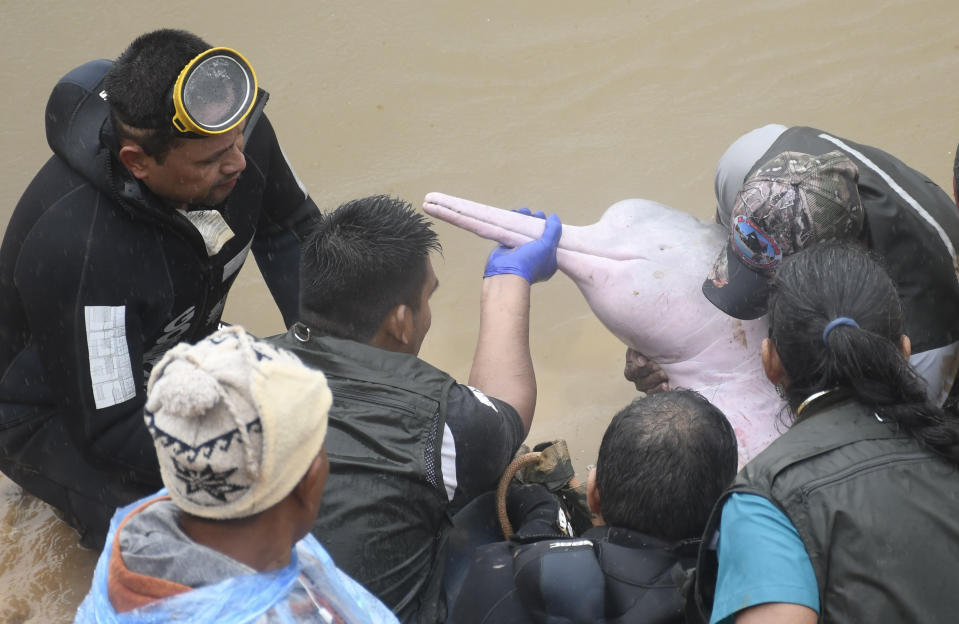 Biólogos y activistas medioambientales liberan a un delfín rosado en el río Isiboro, en las afueras de Villa Tunari, Bolivia, el viernes 24 de mayo de 2024. Una hembra y su cría de siete meses fueron rescatadas de un arroyo con bajo caudal donde quedaron atrapadas por un mes. (Daniel James/Los Tiempos vía AP)