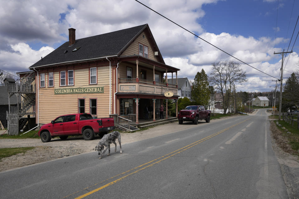A dog walks on the road in Columbia Falls, Maine Thursday, April 27, 2023. The small town is grappling with a proposal to built a $1 billion theme park and enormous flagpole nearby. (AP Photo/Robert F. Bukaty)