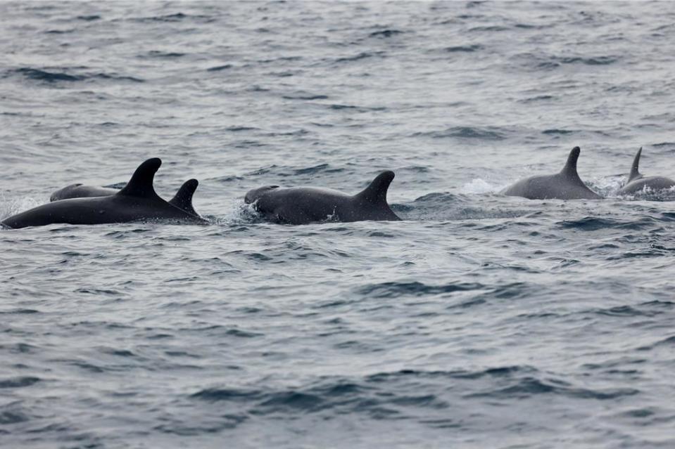 守護海洋資源，中信金控攜手綠能公益協會調研在地鯨豚。（中信提供）