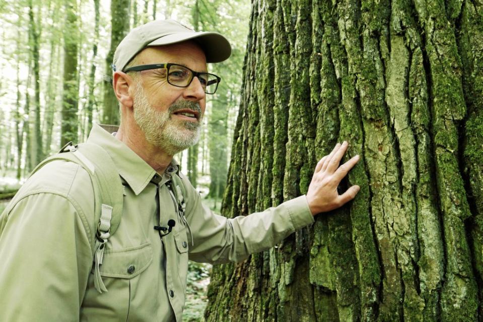 Förster Peter Wohlleben in seinem Element: auf Tuchfühlung mit den Bäumen.<span class="copyright">dpa</span>