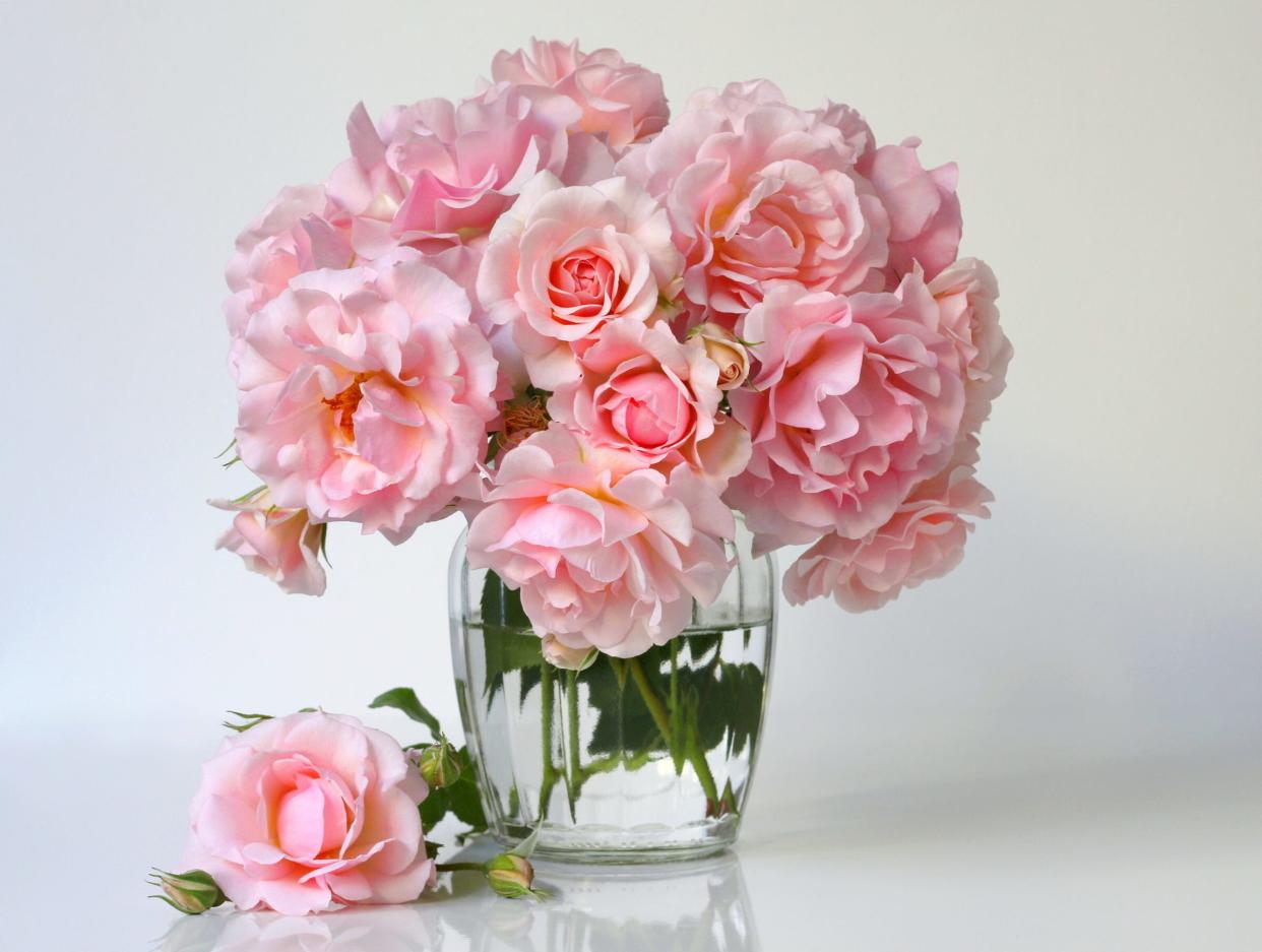 pink roses in vase