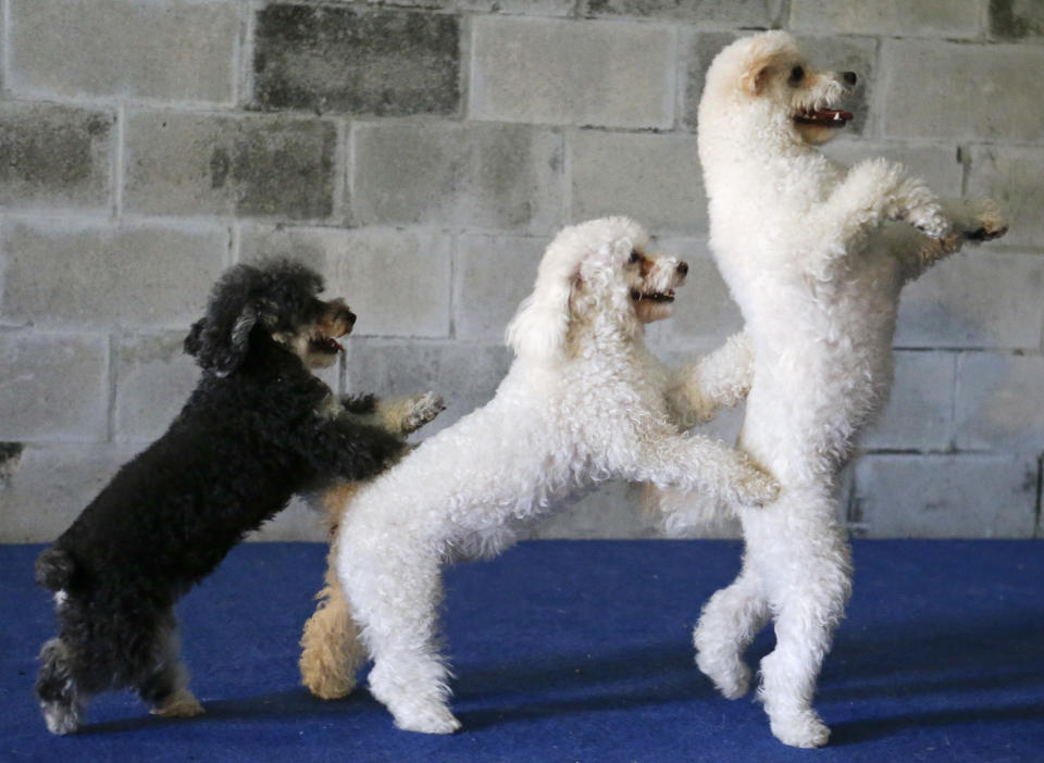 In this photo taken on Tuesday, April 22, 2014, several of the Olate performing dogs, from left, Loca, Copo and Toby, practice during a training session in Sorrento, Fla. The Olates spend more than 11 months a year on the road performing and they have been tapped to star in short films bankrolled by Ellen DeGeneres' pet food company, one of which is set to screen at the Cannes Film Festival. (AP Photo/John Raoux)