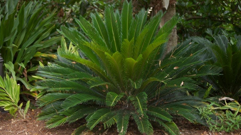 If you're making a list of plants to absolutely avoid at all costs as a pet owner, sago palms should be at the top of it.