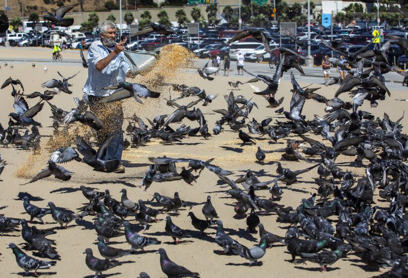 SANTA MONICA, CA-AUGUST 6, 2022: Augustine Hurtado, 65, tosses scratch feed to the pigeons at Santa Monica State Beach. Hurtado, who is homeless, has been feeding them on a daily basis for the past 7 years. Hurtado feeds the pigeons over 150 pounds of scratch feed a day at the beach. (Mel Melcon / Los Angeles Times)