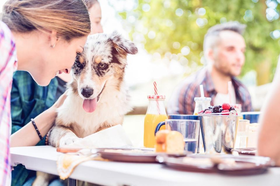 dog at a restaurant