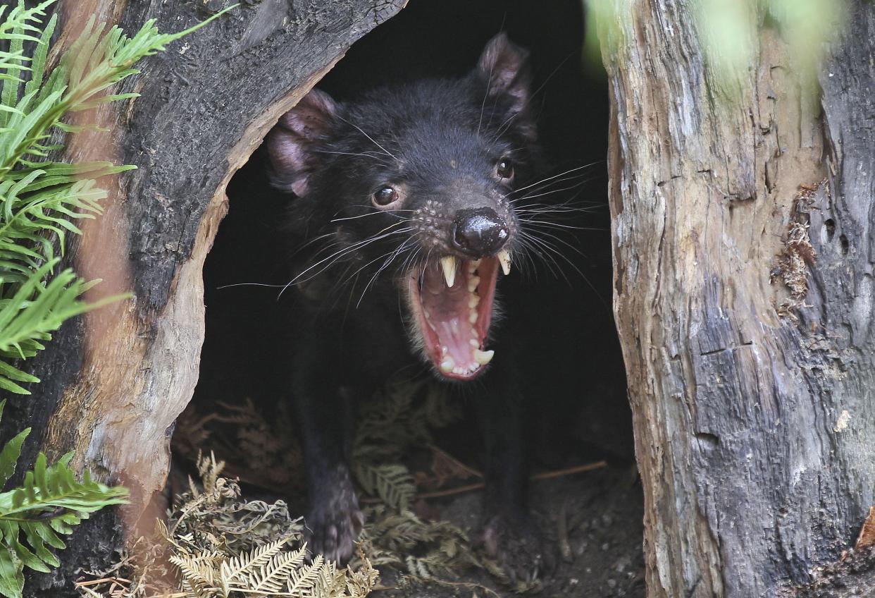 In this Dec. 21, 2012, file photo, Big John the Tasmanian devil growls from the confines of his tree house as he makes his first appearance at the Wild Life Sydney Zoo in Sydney.