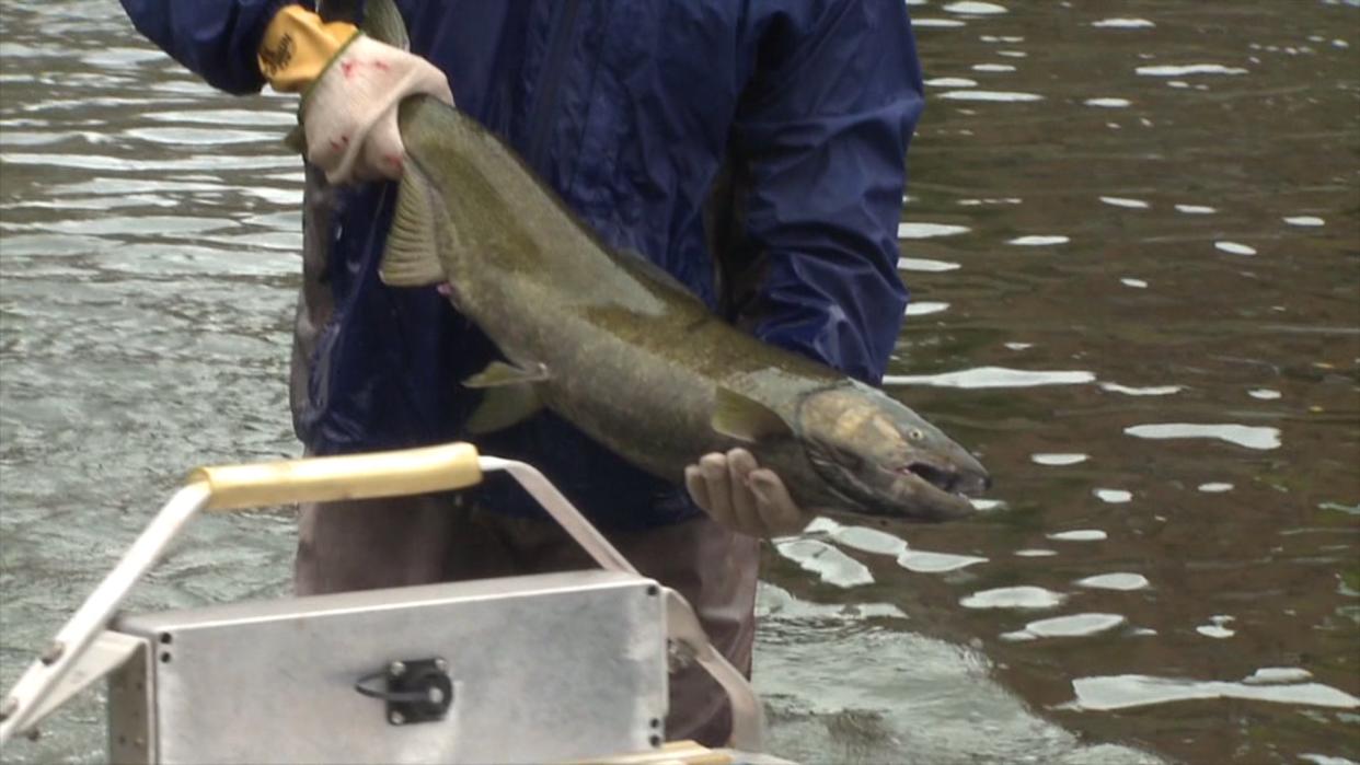 Seattle-Area Salmon Test Positive for Drugs