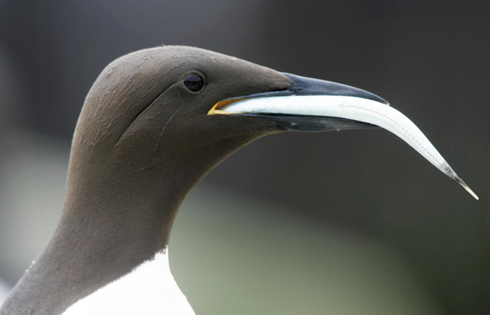 Guillemot (Uria aalge) with fish in beak. farne Islands. UK