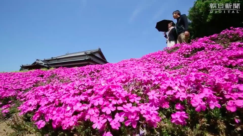 The loving husband spent two years transforming his garden to please his wife. Photo: Asahi Shimbun/YouTube