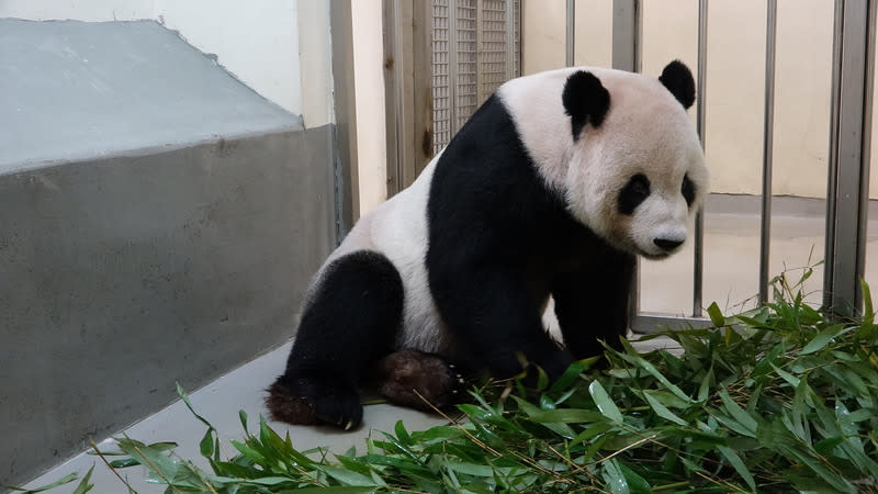 團團目前病況持平，想活動時也有力氣活動，雖然後腳行動力比較差，但緩步行走沒問題。（動物園提供）