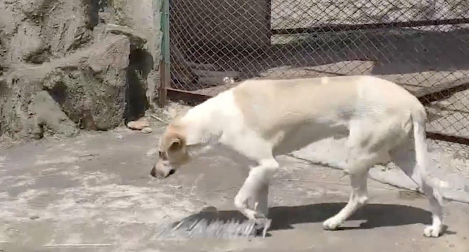 Visitors to the China zoo believed they were being deceived when they spotted a dog in a 'wolf' enclosure.