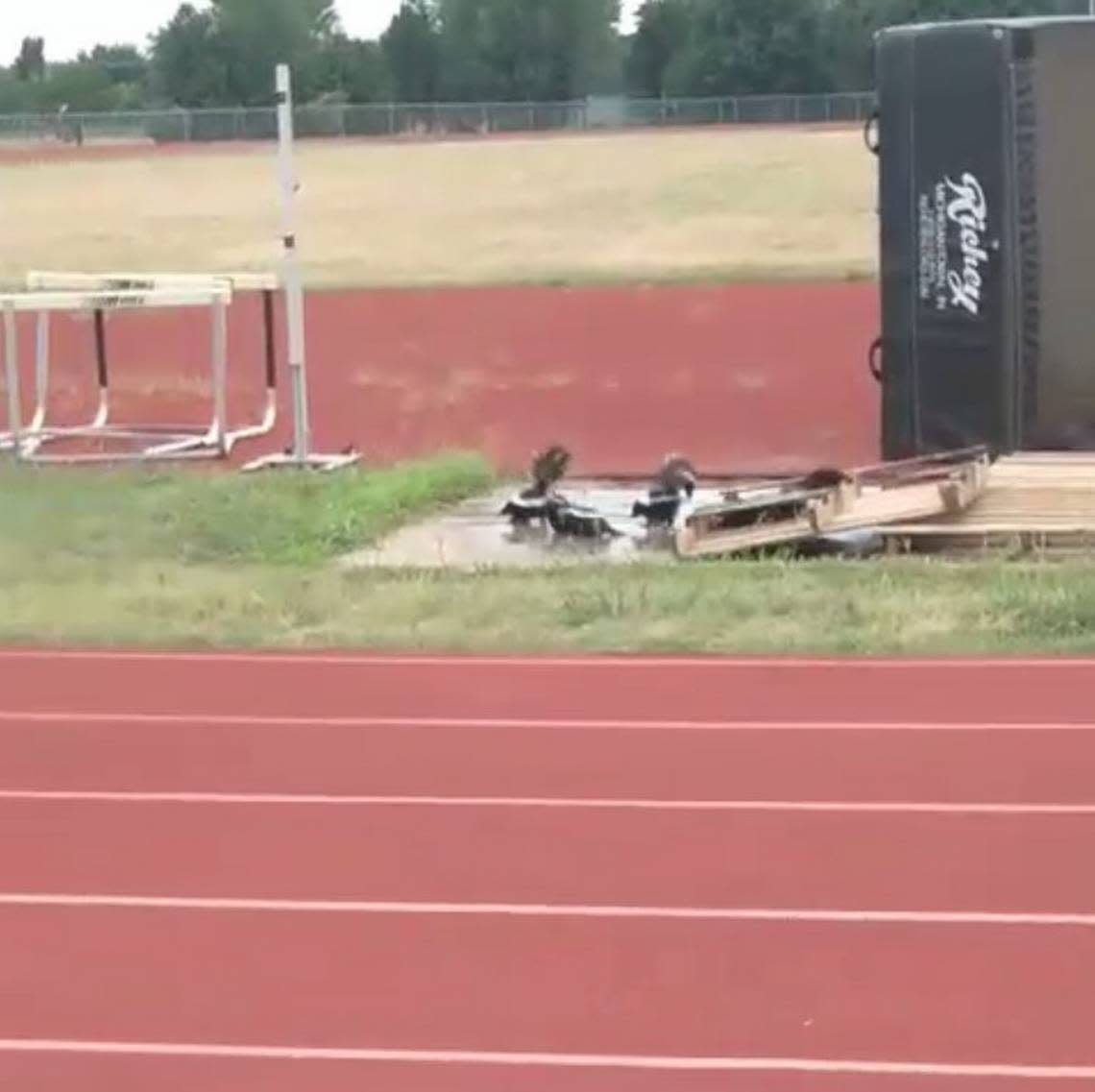 Pictured is a group skunks on top of a wooden pallet sitting in the Newton High School track field.