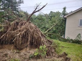 A 28-year-old tree on Lang Road in Iosco Township was uprooted during a storm on Aug. 24.