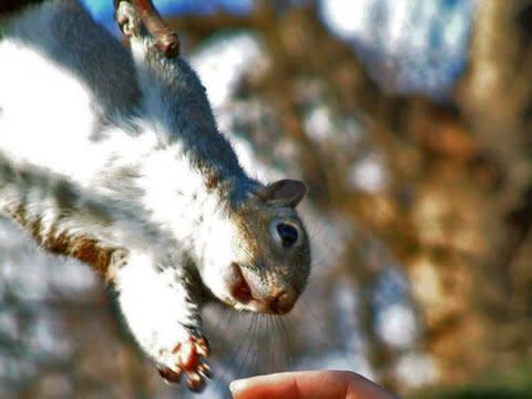 squirrel hand