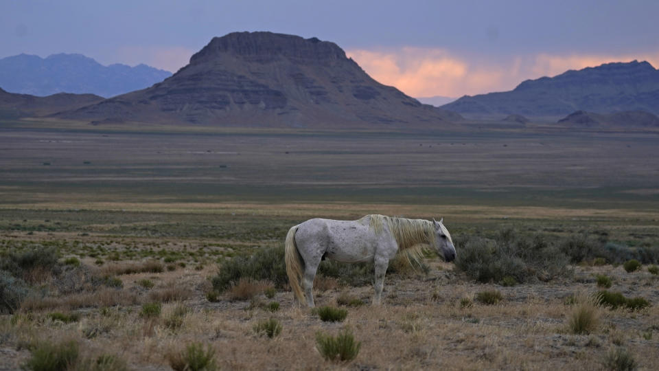 A free-ranging wild horse known as the Old Man is shown on July 14, 2021, as the sun sets near U.S. Army Dugway Proving Ground, Utah. He was left behind in a July roundup that removed about 300 other horses from the range. The federal government says it must round up thousands of wild horses across the West to protect the parched land and the animals themselves, but wild-horse advocates accuse them of using the conditions as an excuse to move out more of the iconic animals to preserve cattle grazing. (AP Photo/Rick Bowmer)