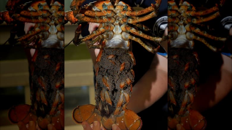 Female lobster with eggs