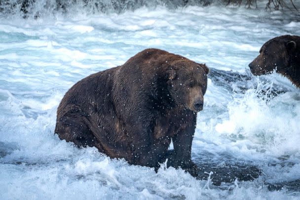 PHOTO: Bear 747, winner of Fat Bear Week 2022. (Courtesy of L. Law)