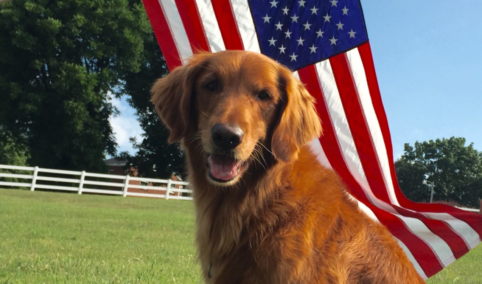 The dog that played Duke in the Bush’s Baked Beans commercials has passed away. (Photo: David Odom via Facebook)