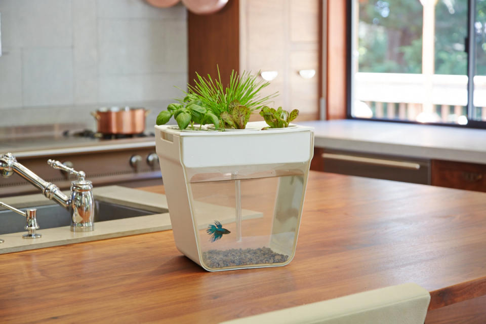 This undated publicity photo provided by Back to the Roots shows the AquaFarm, a self-cleaning fish tank that grows food, with a crop of organic basil, lettuce and wheatgrass. (AP Photo/Back to the Roots, Chris Roche)