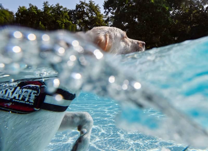 On hot days, most dogs will welcome the opportunity to go for a swim. Uli Deck/dpa