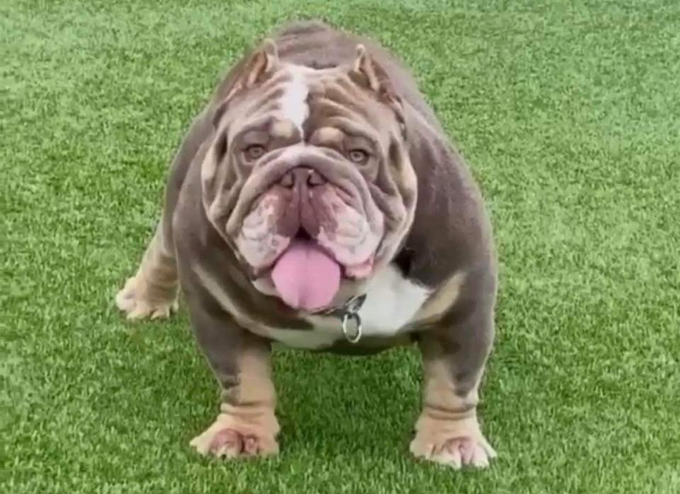 An example of an English bulldog.