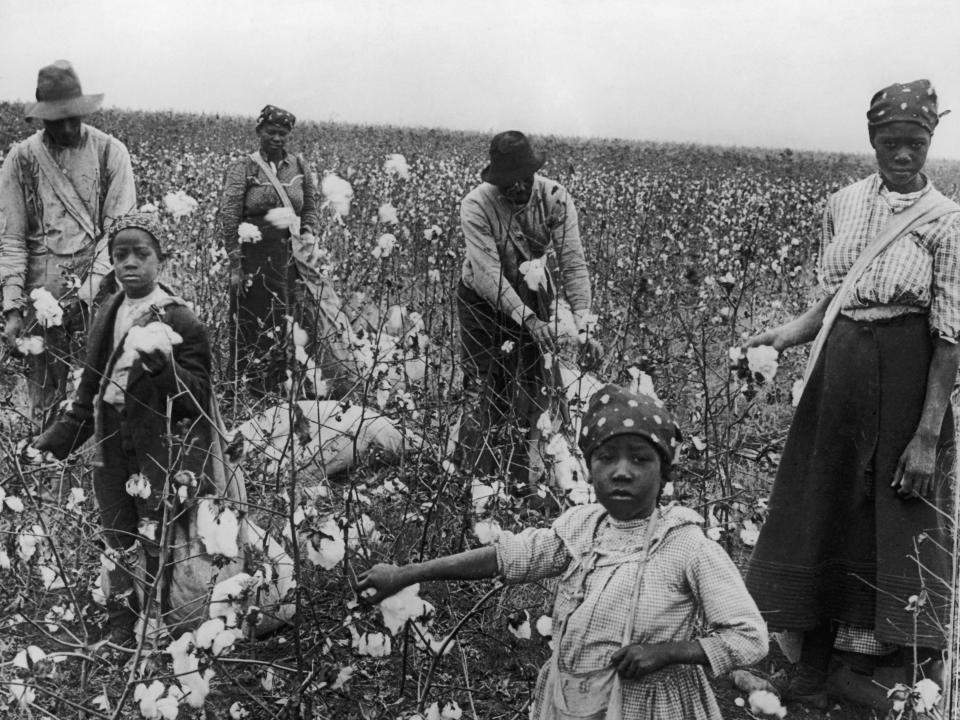 Women and men pick cotton in Texas.