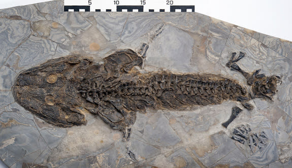 The fossilized body of the Lower Permian amphibian <i> Sclerocephalus</i> discovered in southwestern Germany. Like today's salamanders, the ancient <i>Sclerocephalus</i> could also regenerate its limbs, evidence suggests.